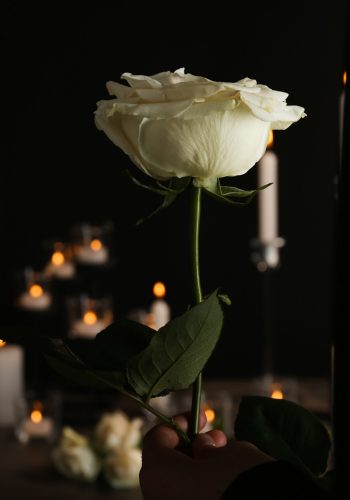 Woman holding beautiful white rose on blurred background. Funeral symbol