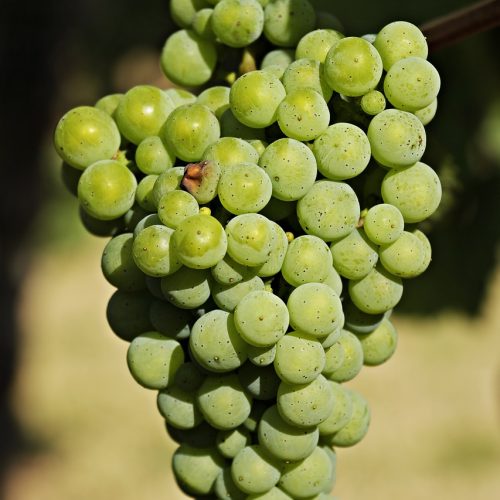 grapes-3623692_1280